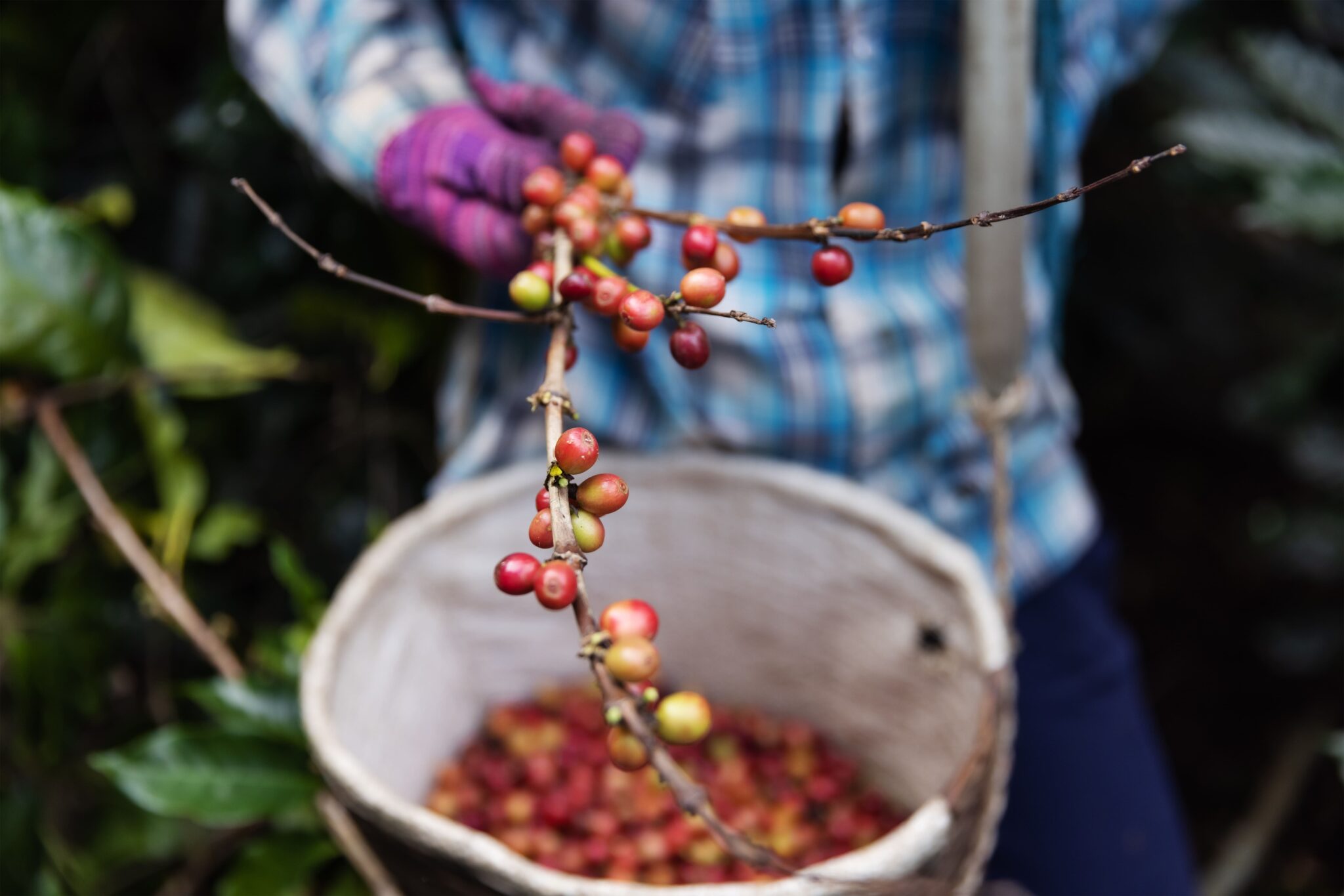 Brasil é o maior produtor mundial e o segundo maior consumidor de café —  Ministério da Agricultura e Pecuária