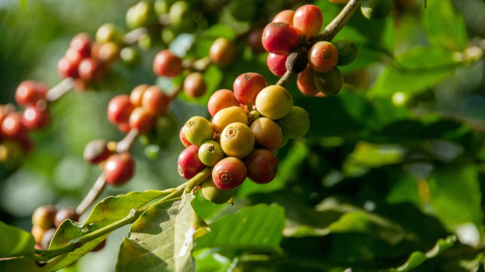 o que é café pra você